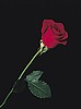 One Dozen Roses